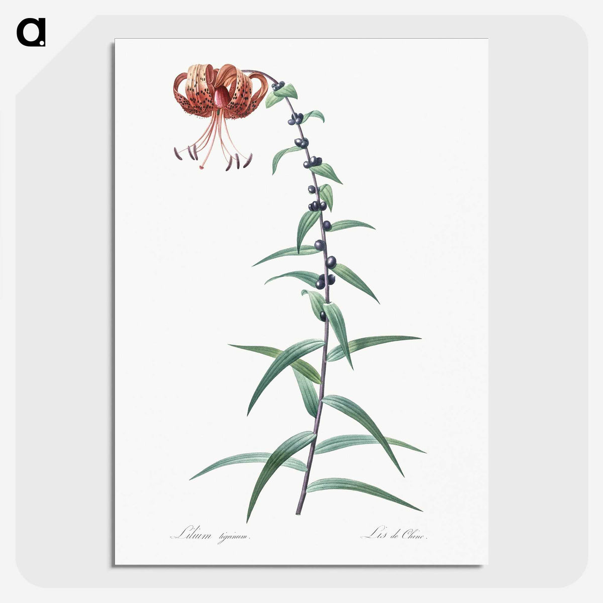 2-40_The-Lilies_picture-crop