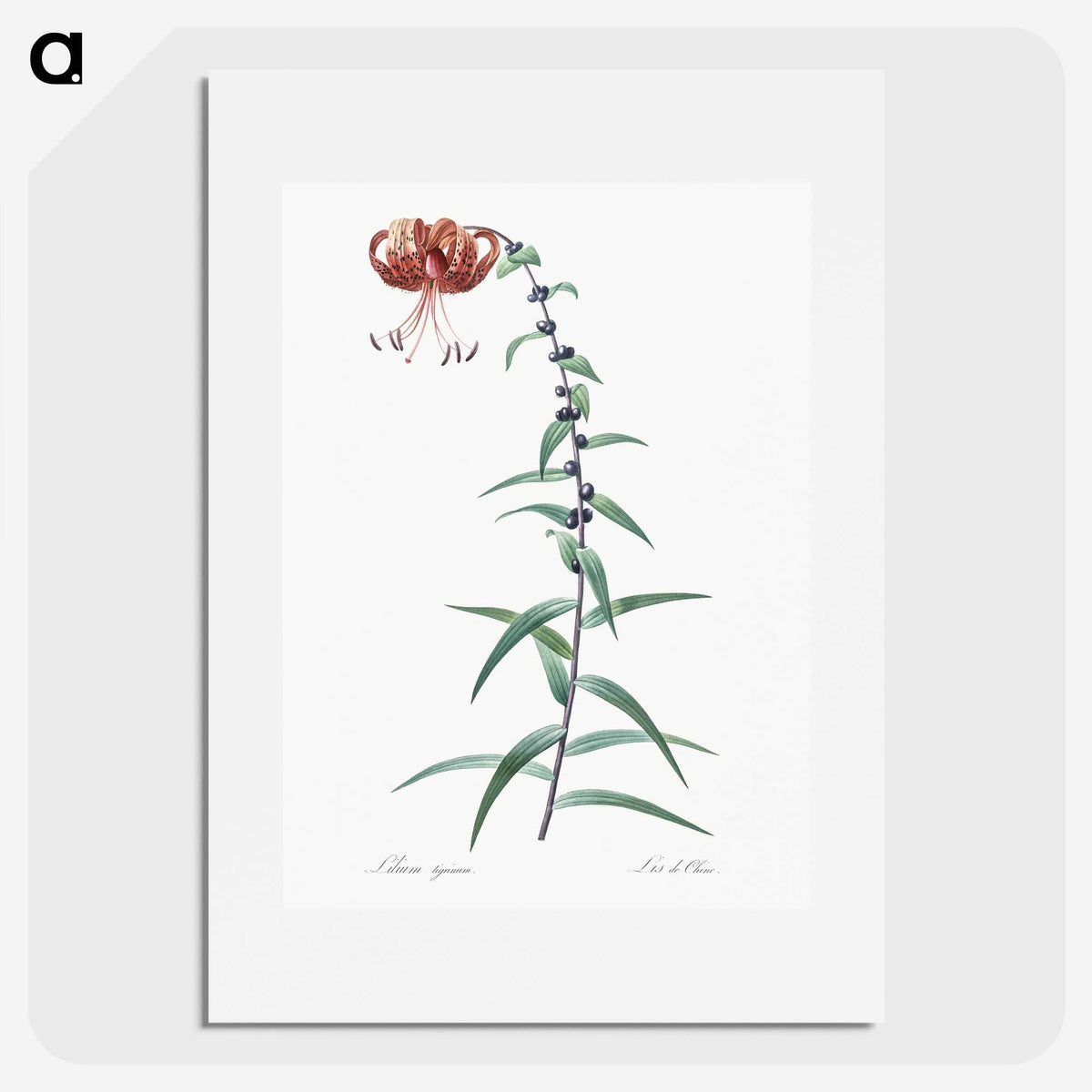 2-40_The-Lilies_picture