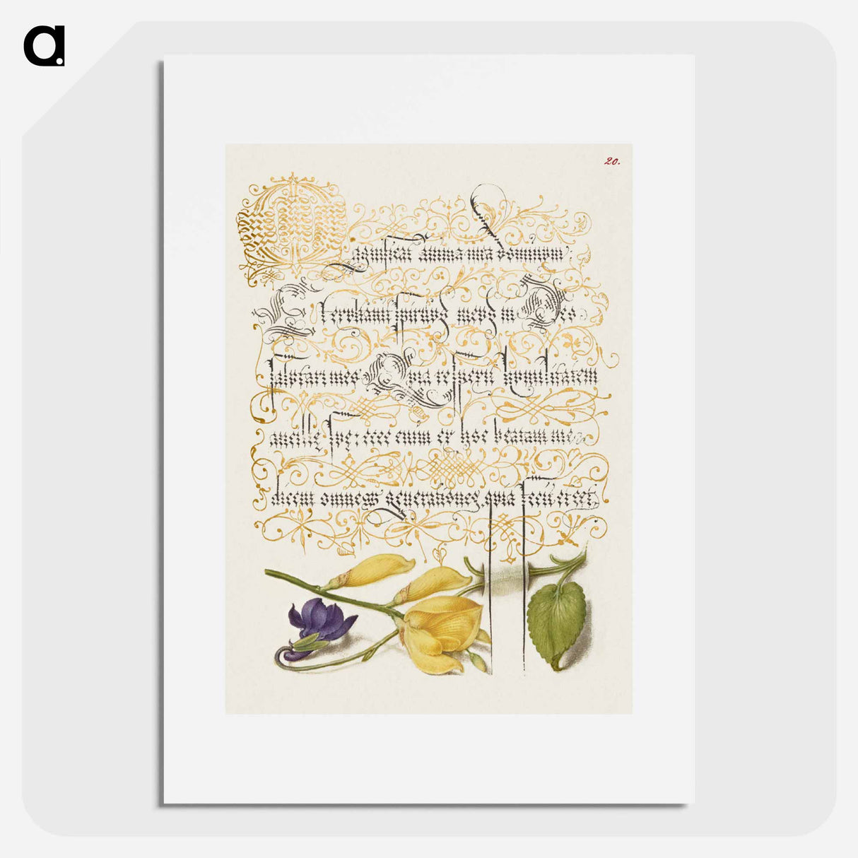 アートポスター-Sweet Violet and Spanish Broom from Mira Calligraphiae Monumenta
- 書道のお手本 Poster.