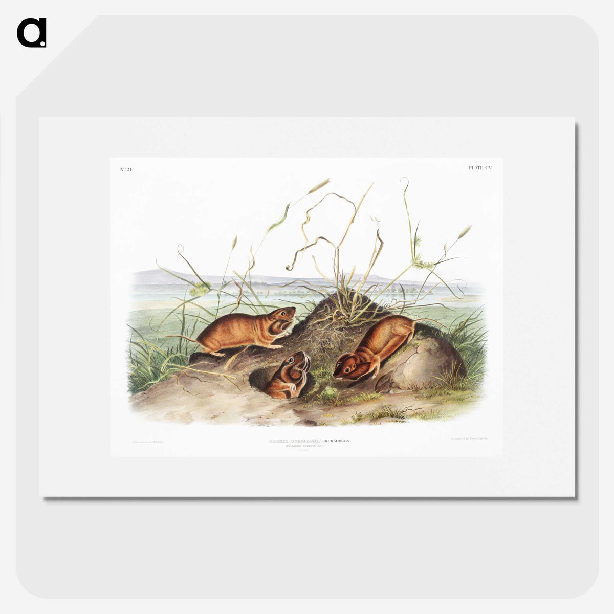 2-40_The-Viviparous-Quadrupeds_picture