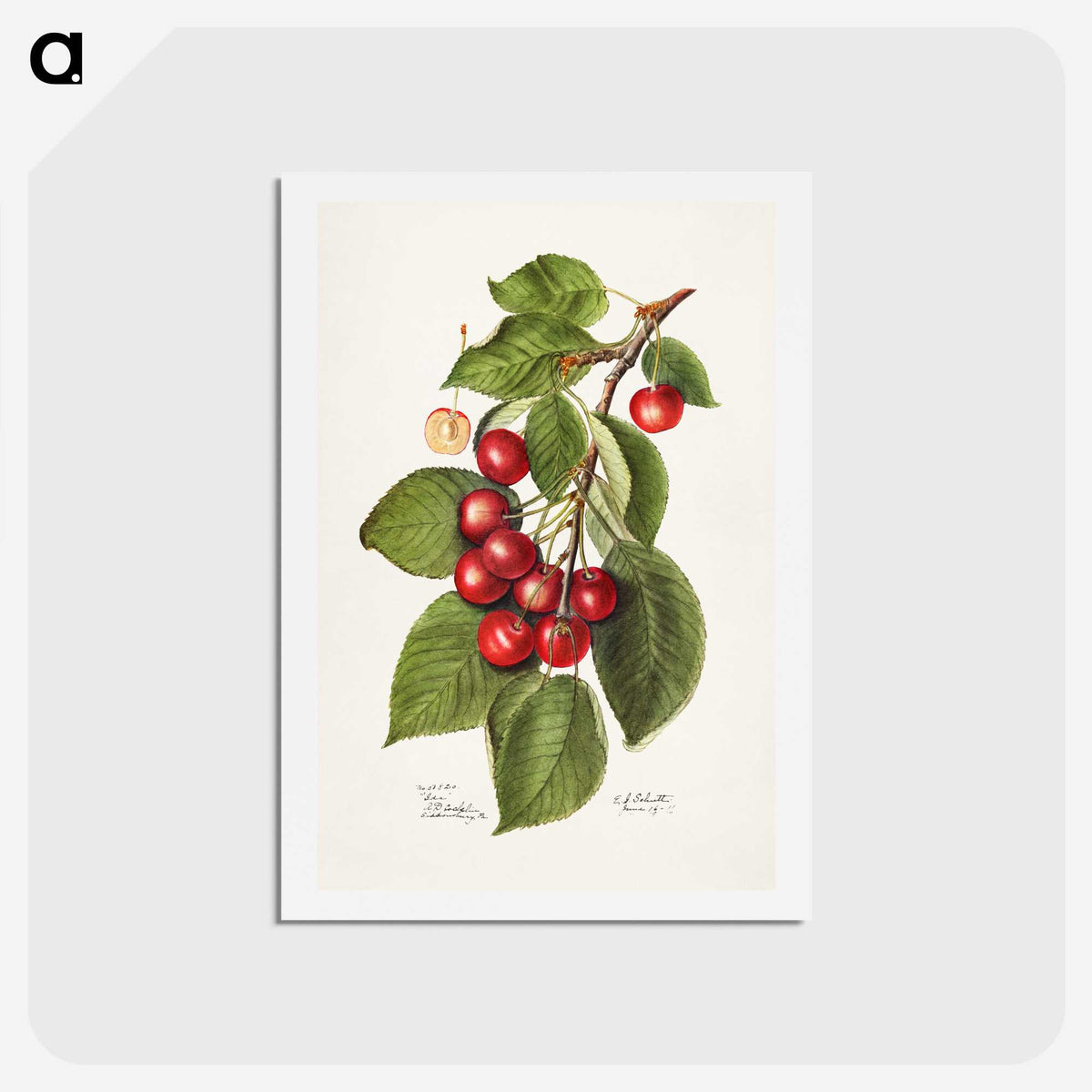 2-40_USDA-Watercolor-Fruit-Painting-Collection_hagaki