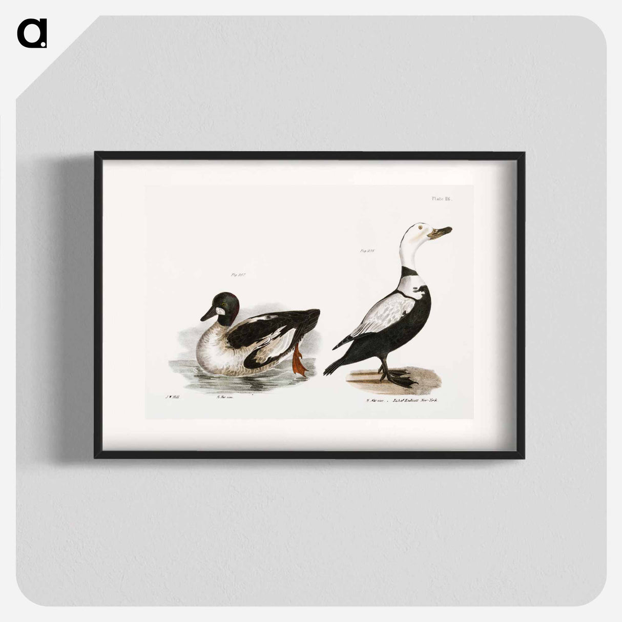 Whistler - ニューヨークの動物学 Poster.