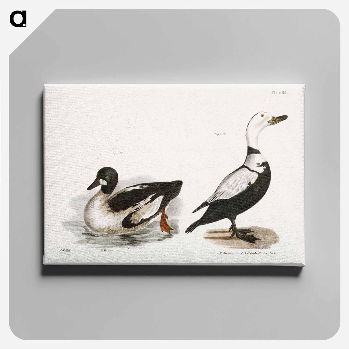 Whistler - ニューヨークの動物学 Canvas.