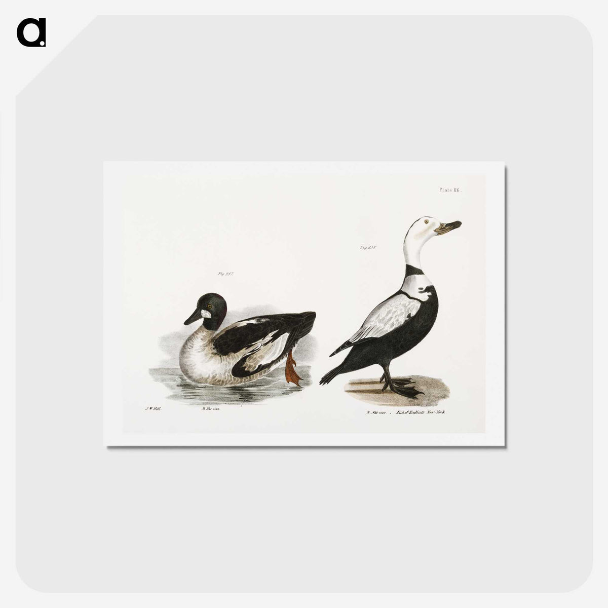 2-40_Zoology-of-New-York_hagaki