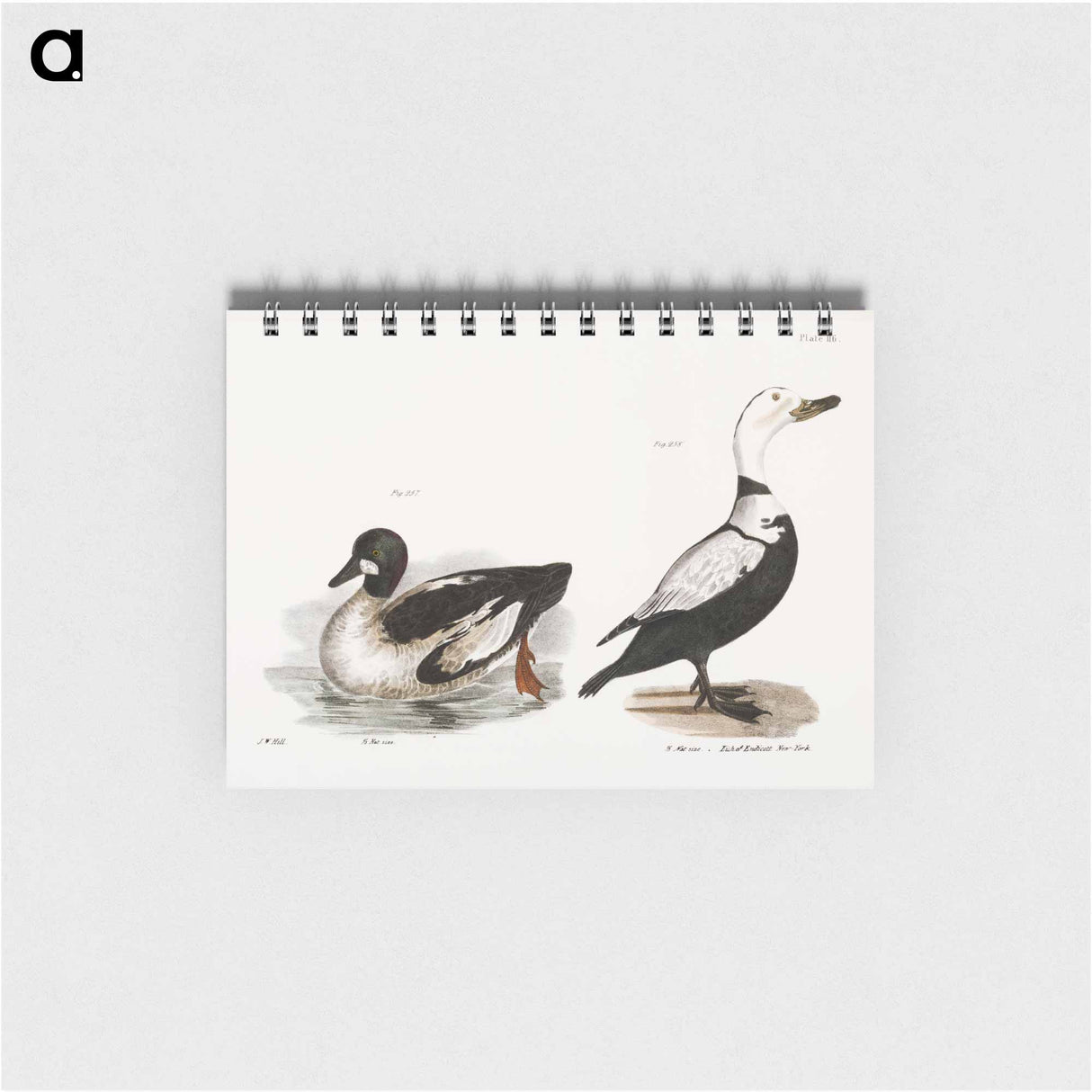 Whistler - ニューヨークの動物学 Memo.