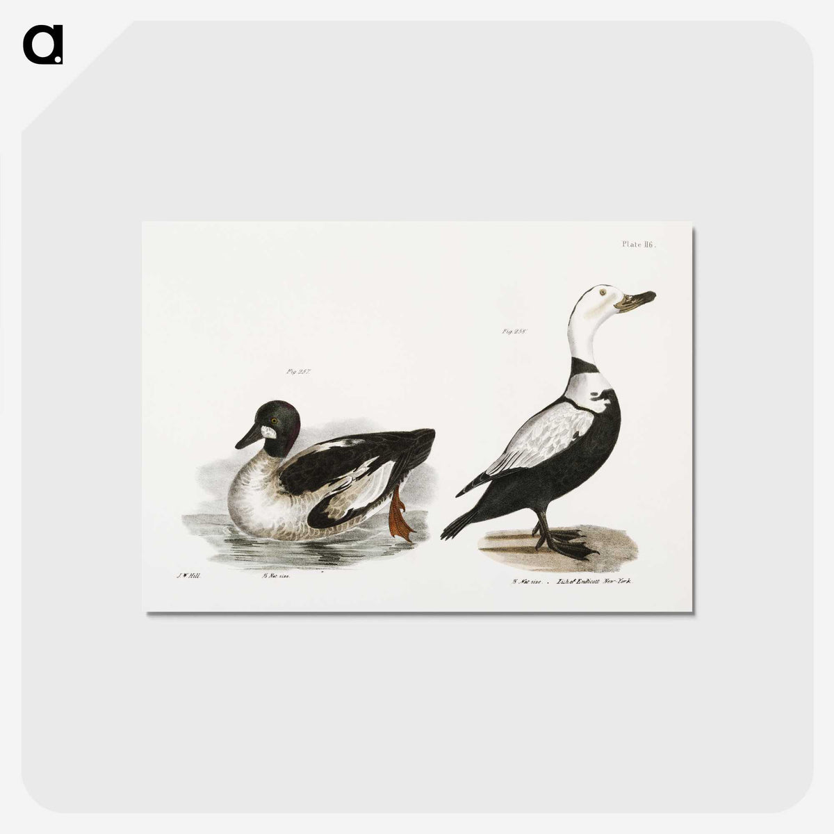 2-40_Zoology-of-New-York_postcard