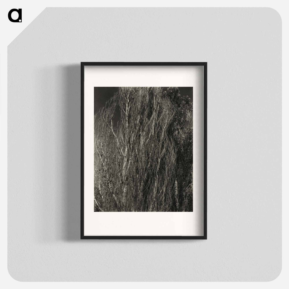 Poplars—Lake George - アルフレッド スティーグリッツ Poster.