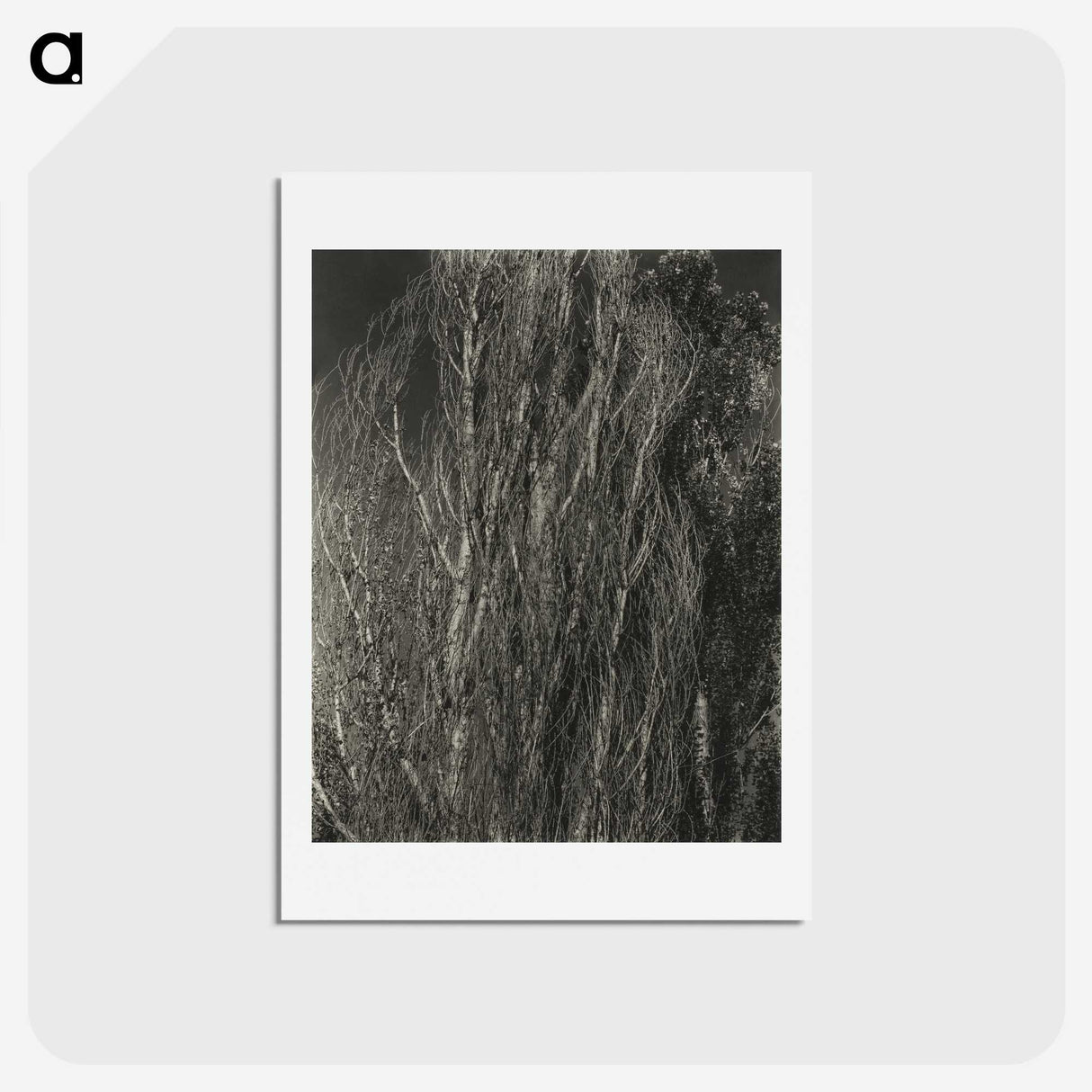 2-41_Alfred-Stieglitz_hagaki