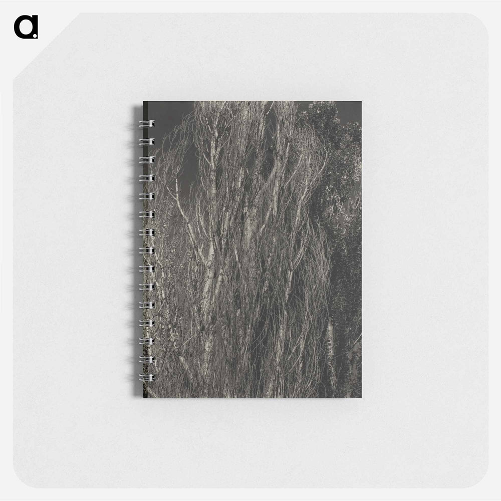 Poplars—Lake George - アルフレッド スティーグリッツ Memo.