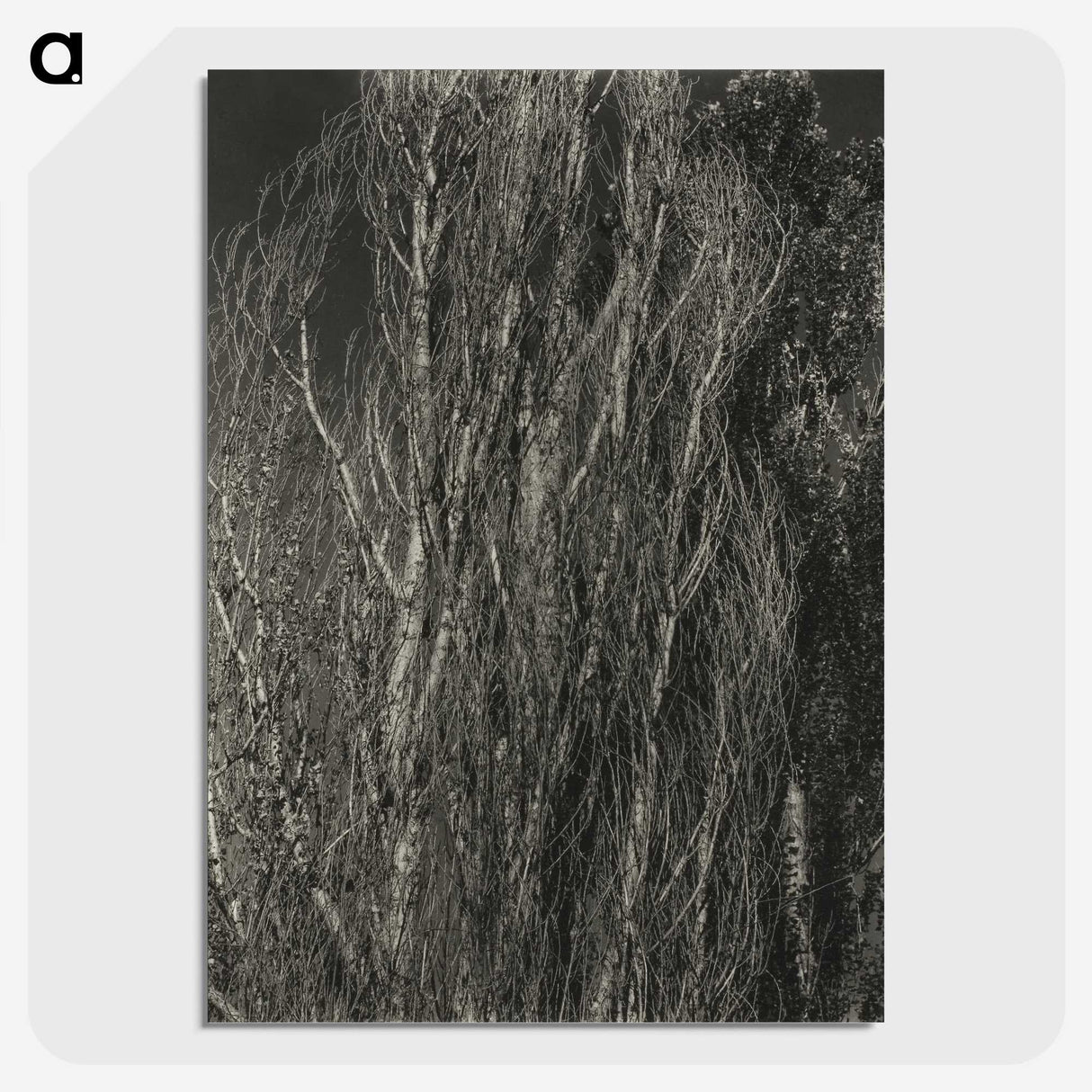 2-41_Alfred-Stieglitz_picture-crop