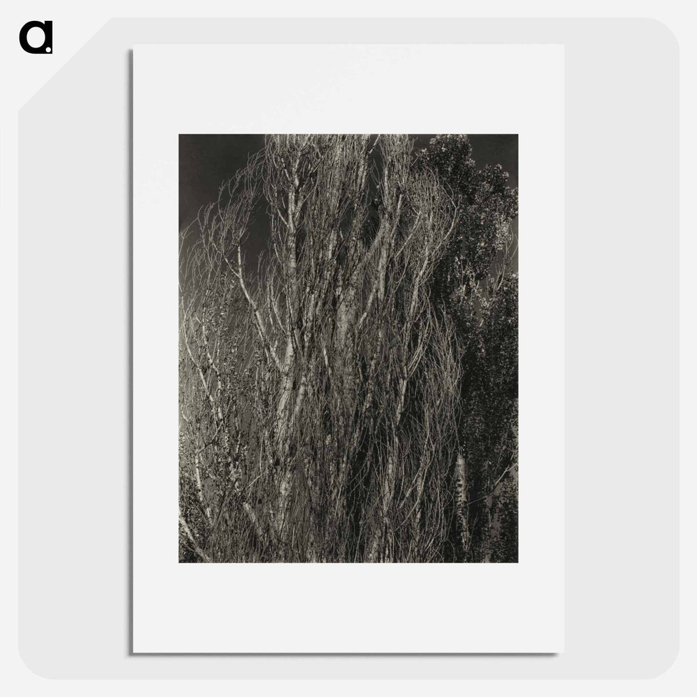 Poplars—Lake George - アルフレッド スティーグリッツ Poster.