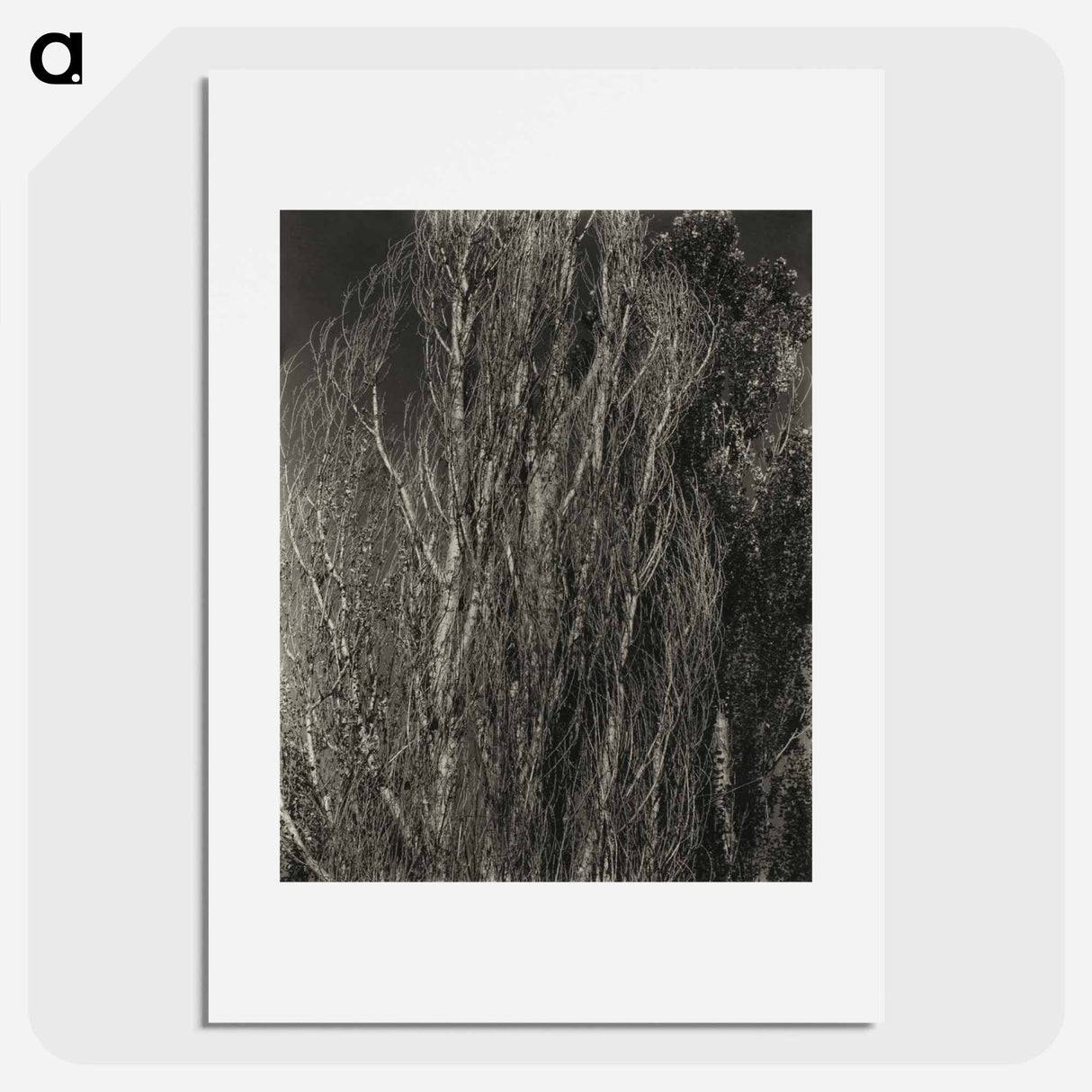 Poplars—Lake George - アルフレッド スティーグリッツ Poster.