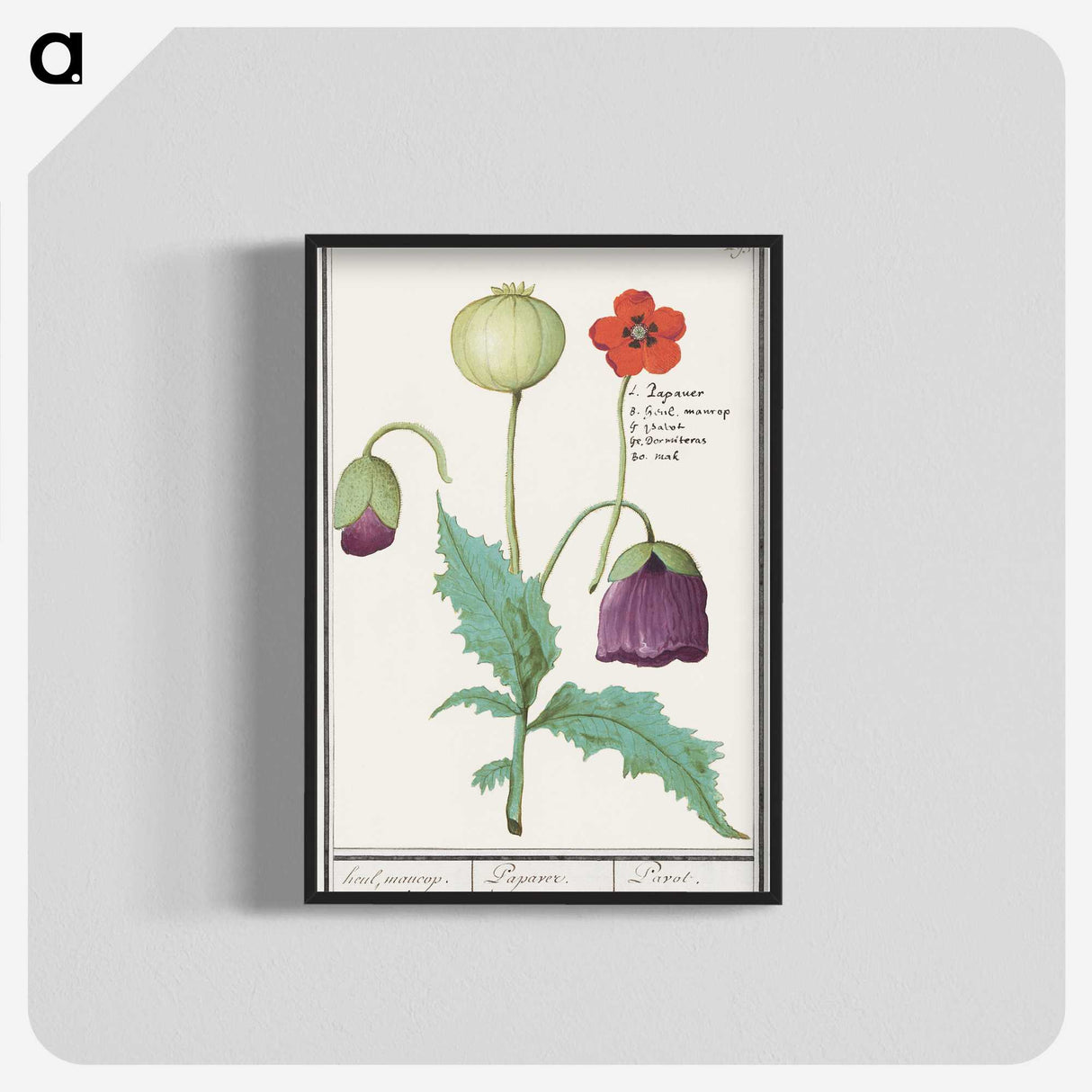 2-41_Anselmus-Boetius-de-Boodt_blk-crop