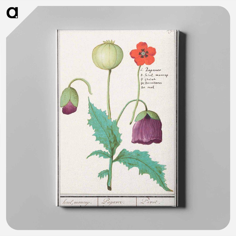 Poppy, Papaver - アンセルムス ボエティウス デ ブート Canvas.