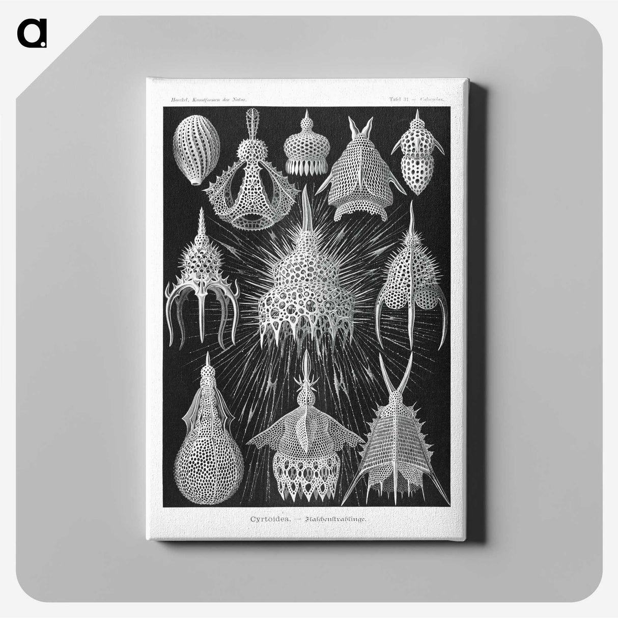 2-41_Ernst-Haeckel_canvas