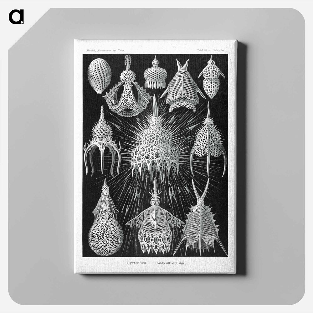 Crytoidea–Flaschenstrahlinge - エルンスト ヘッケル Canvas.