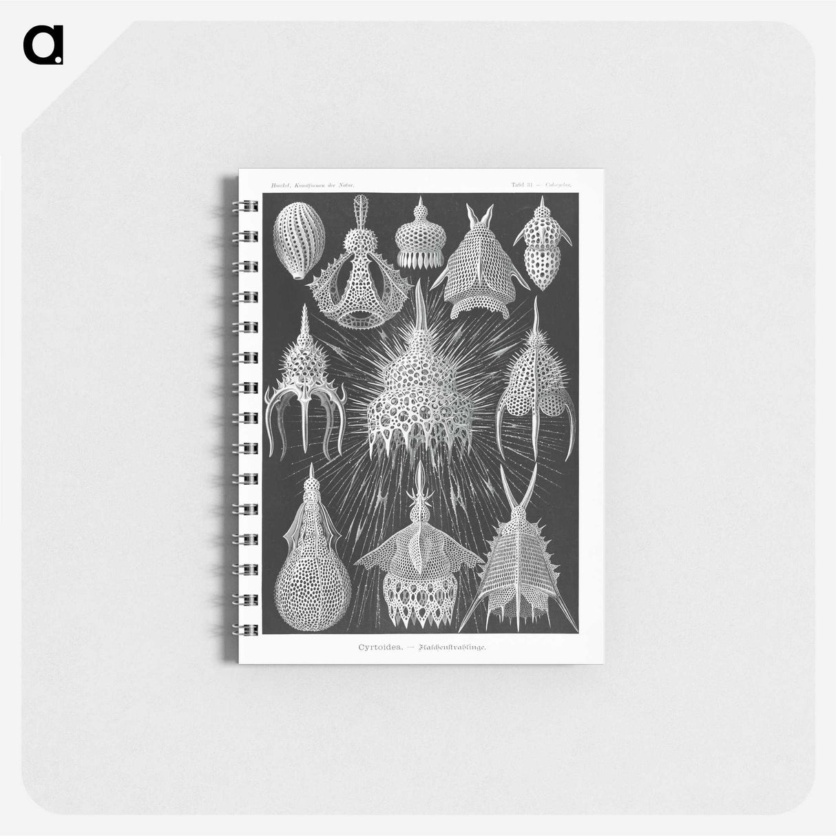 2-41_Ernst-Haeckel_memo