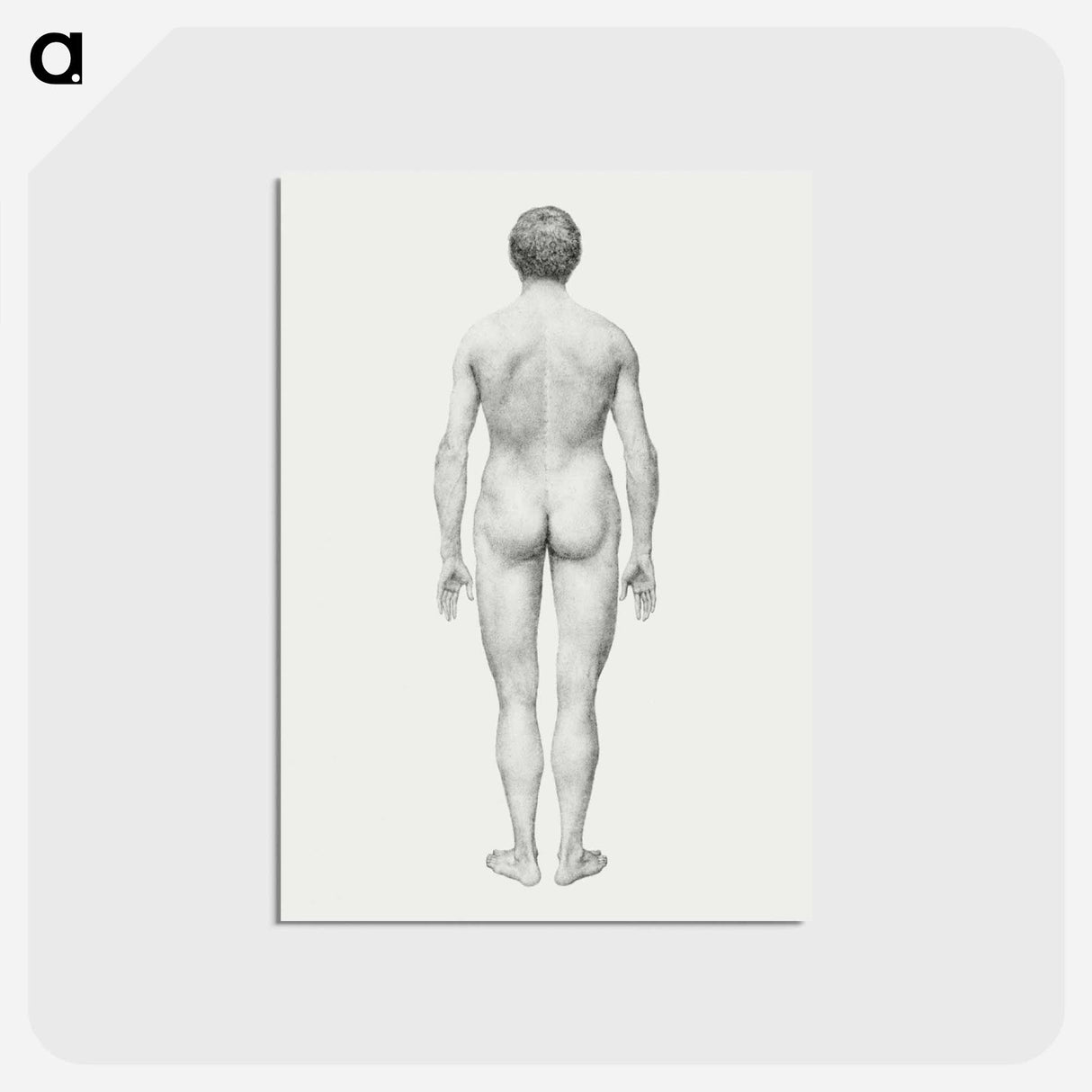 アートポストカード-Human Figure, Posterior View
- ジョージ スタッブス Postcard.