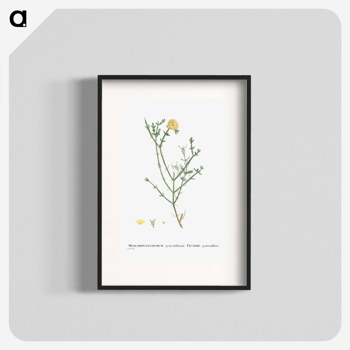 2-41_Histoire-des-Plantes-Grasses_blk