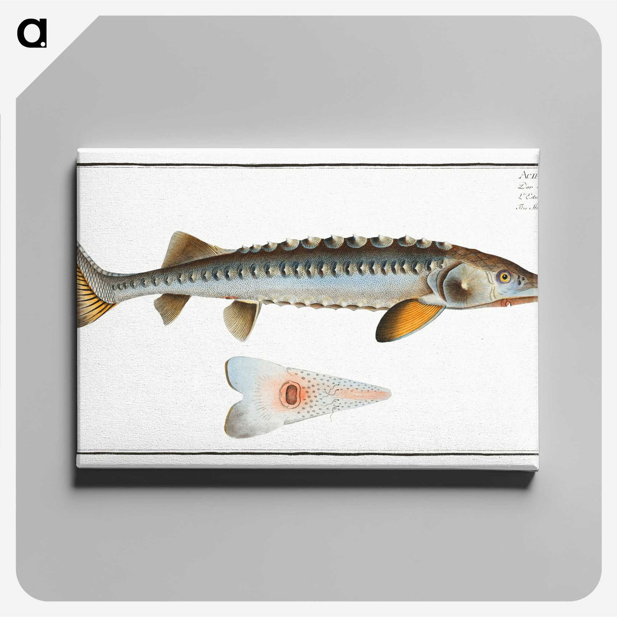 2-41_Ichtyologie-ou-Histoire-naturelle_canvas