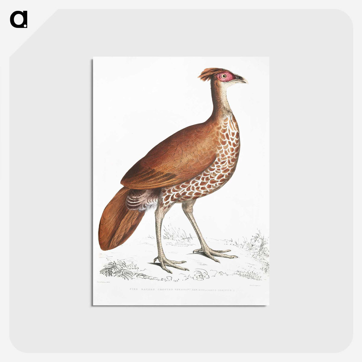 2-41_Indian-Zoology_postcard
