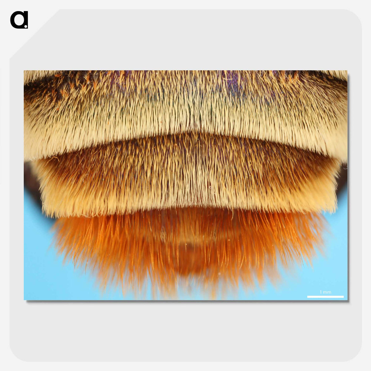 2-41_Insects-Unlocked-Project_picture-crop