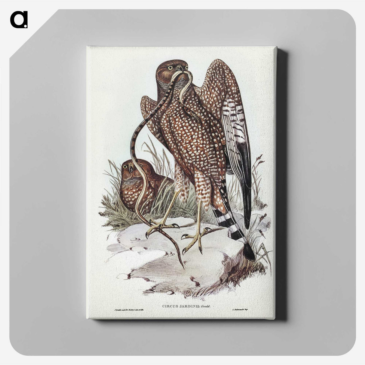 2-41_John-Gould_canvas