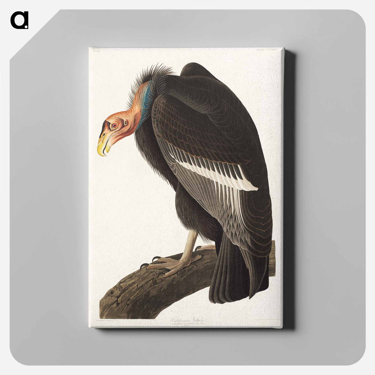 アートパネル-Californian Vulture
- ジョン ジェームス オーデュボン Canvas.