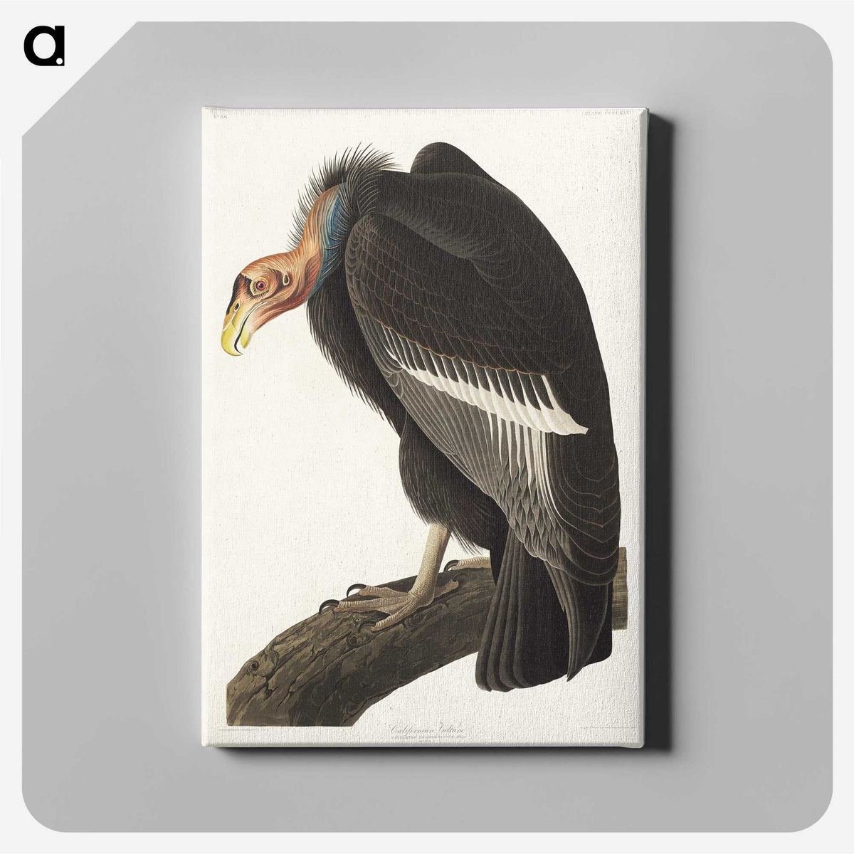 2-41_John-James-Audubon_canvas