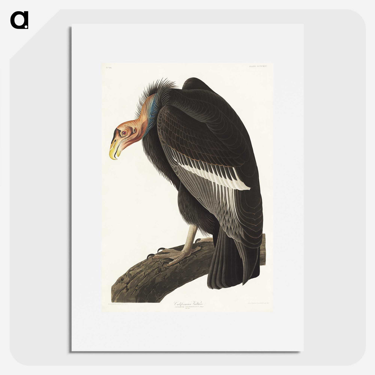 2-41_John-James-Audubon_picture