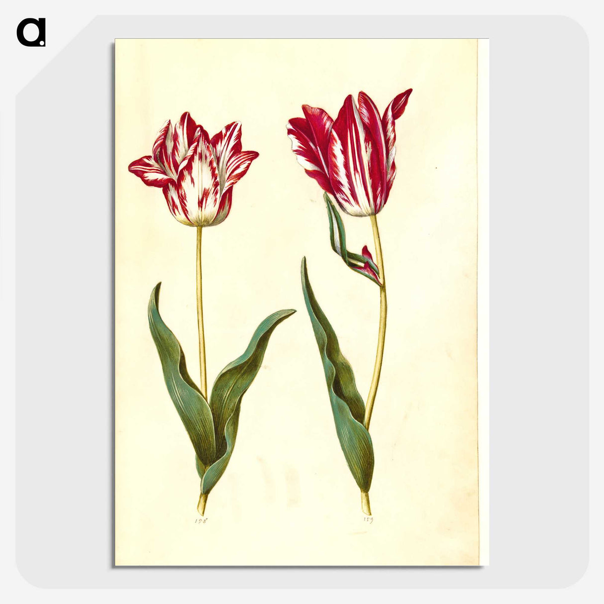 2-41_Maria-Sibylla-Merian_picture-crop