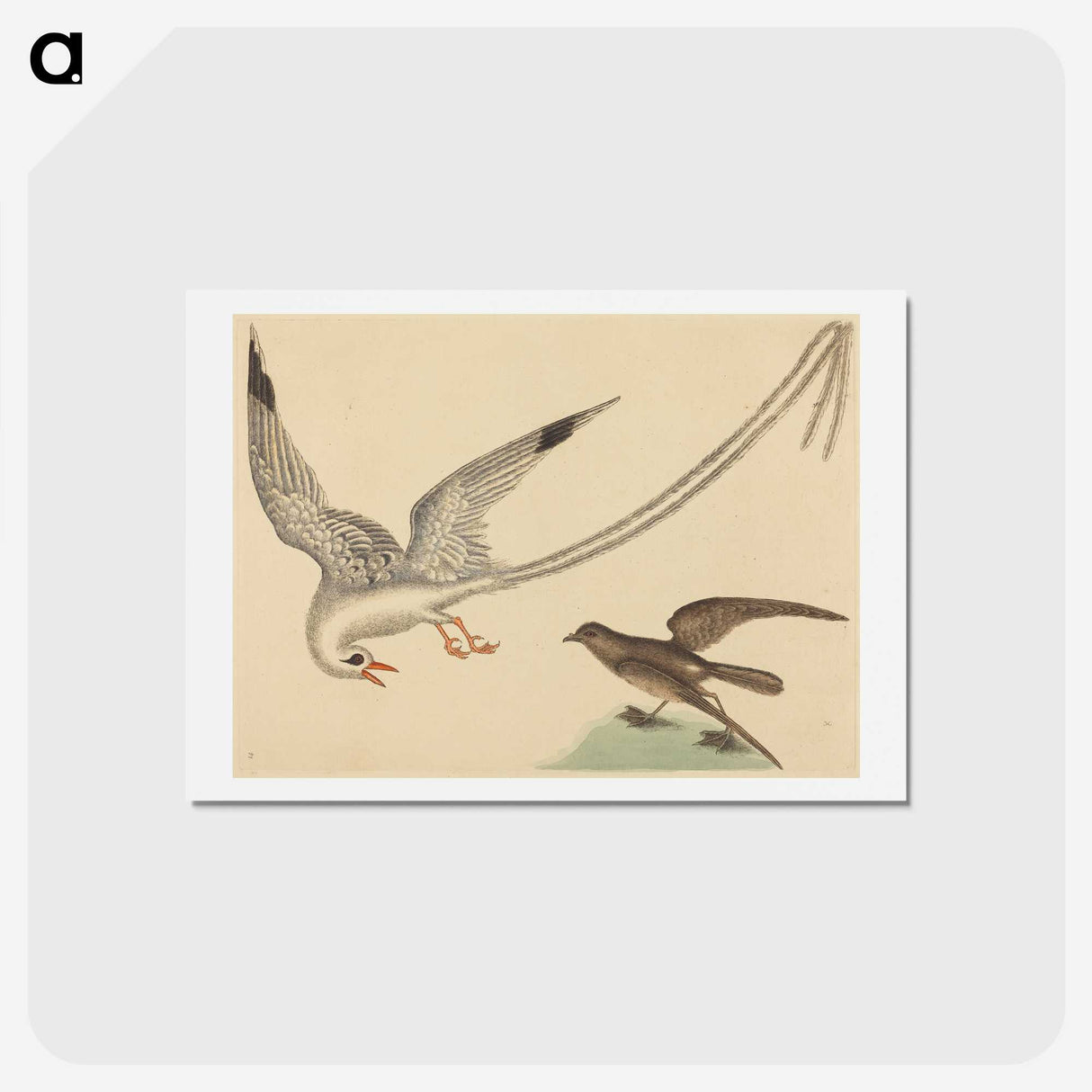 2-41_Mark-Catesby_hagaki