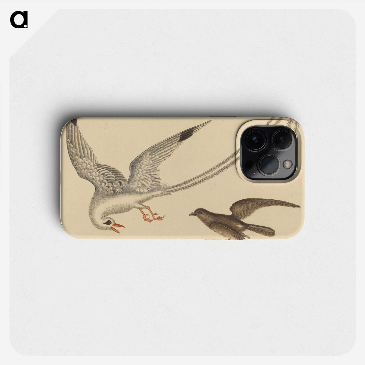 2-41_Mark-Catesby_phone