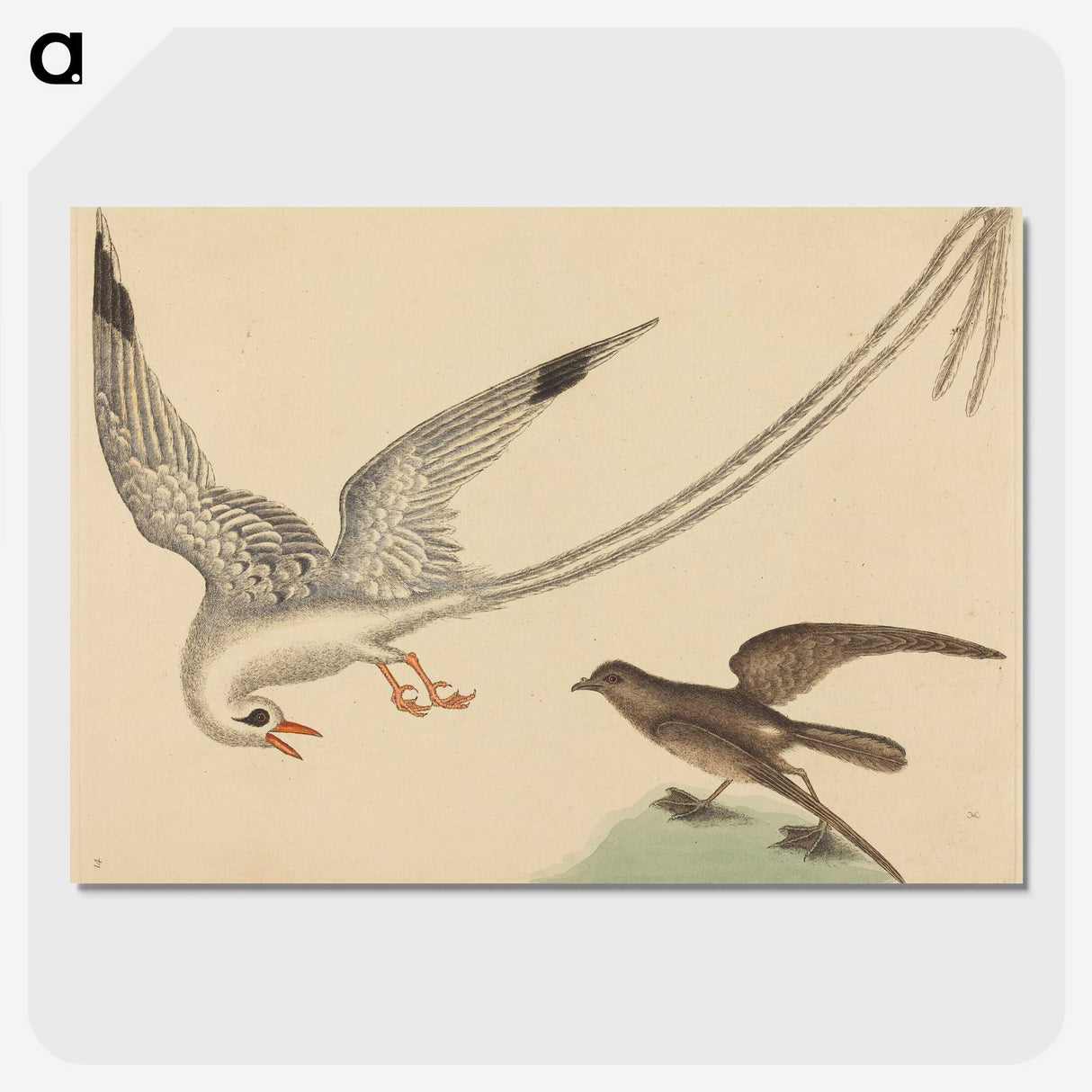 2-41_Mark-Catesby_picture-crop