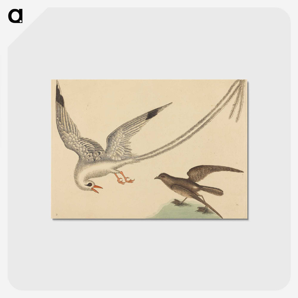 2-41_Mark-Catesby_postcard