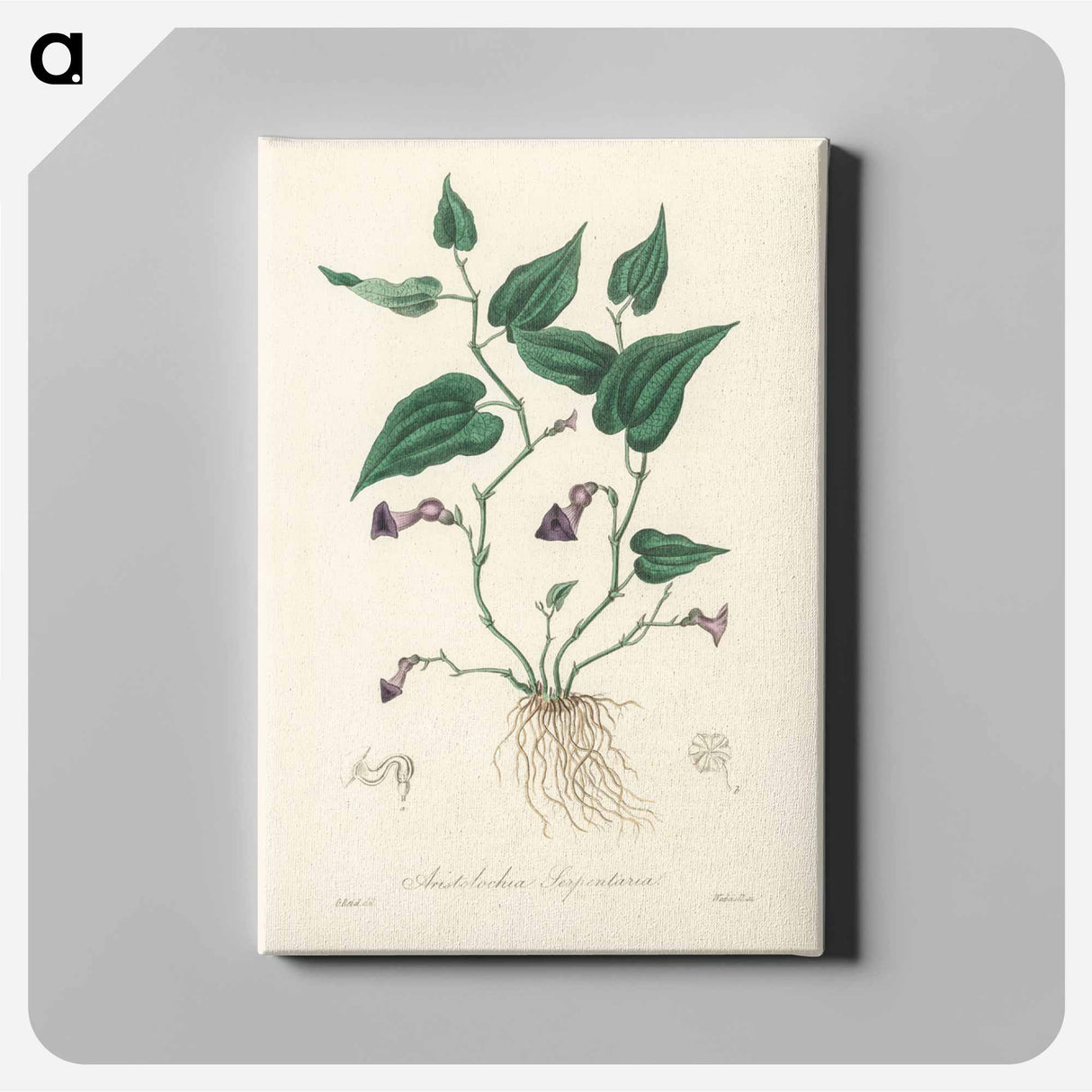 アートパネル-Aristolochia serpentaria Illustration
- 薬用植物学 Canvas.