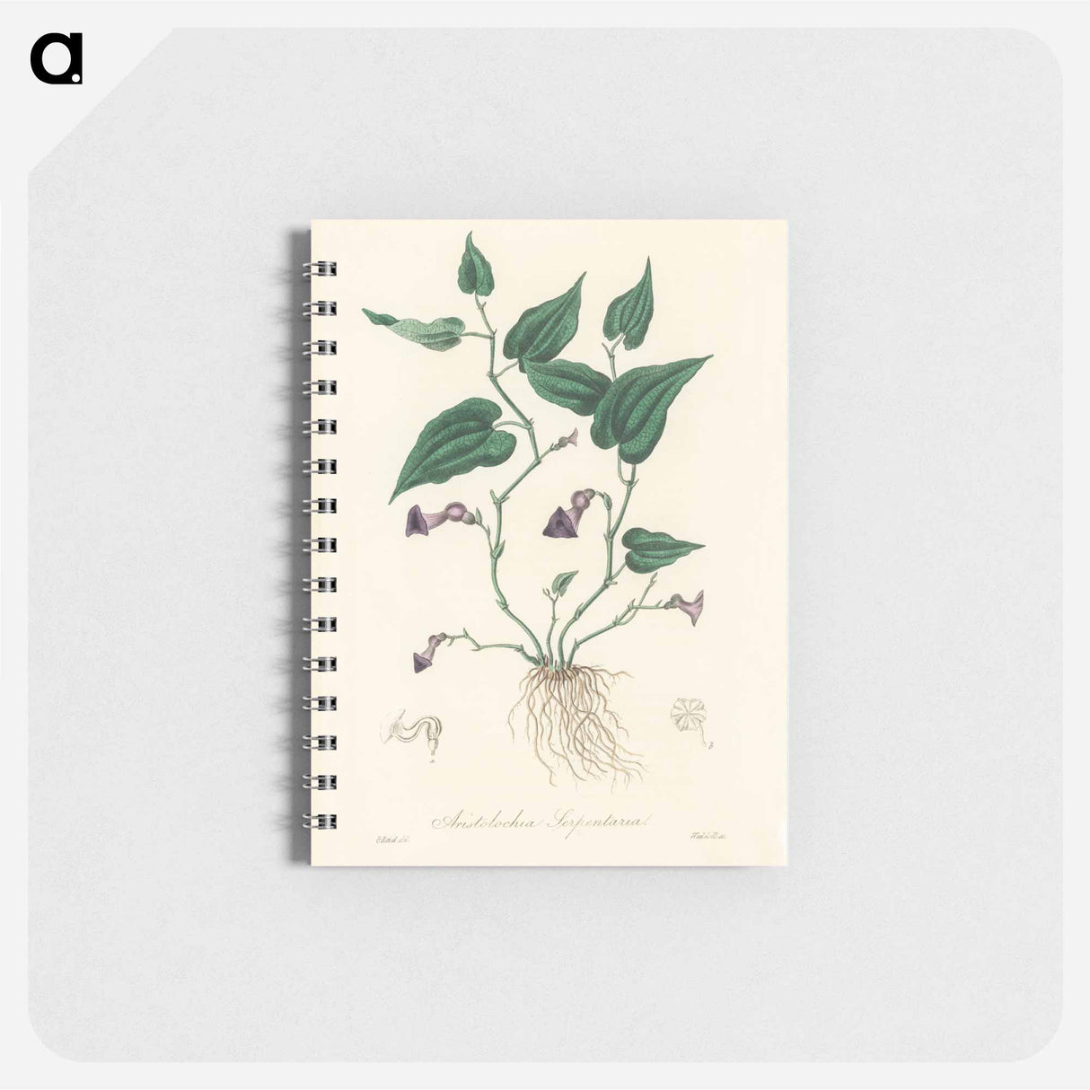 アートメモ帳-Aristolochia serpentaria Illustration
- 薬用植物学 Memo.