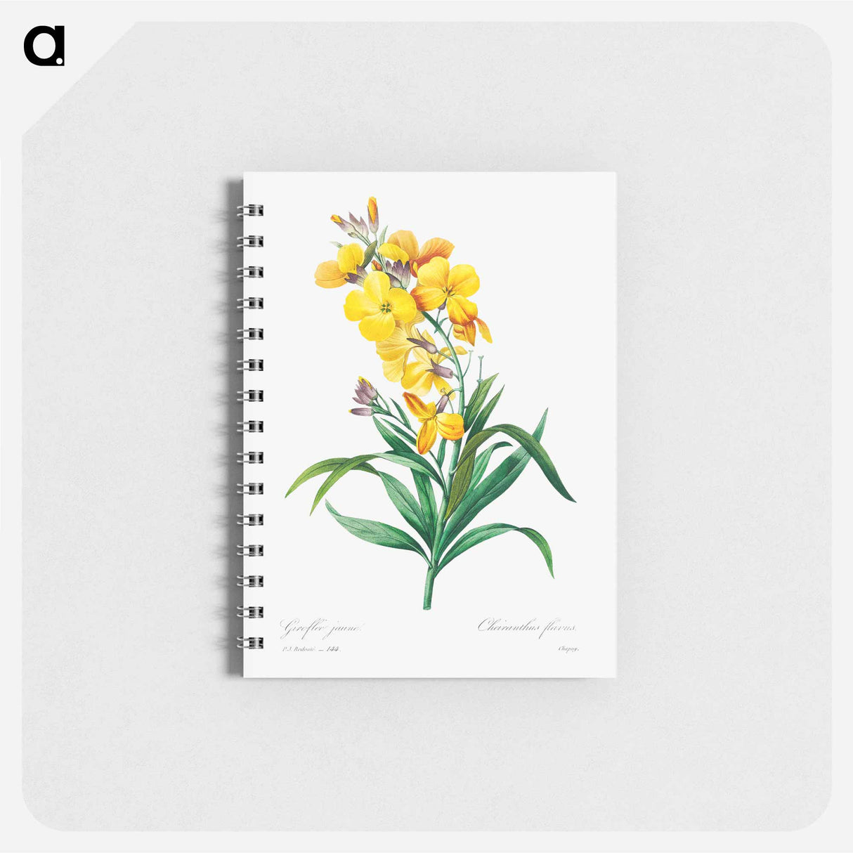 Wallflower - ピエール ジョゼフ ルドゥーテ Memo.