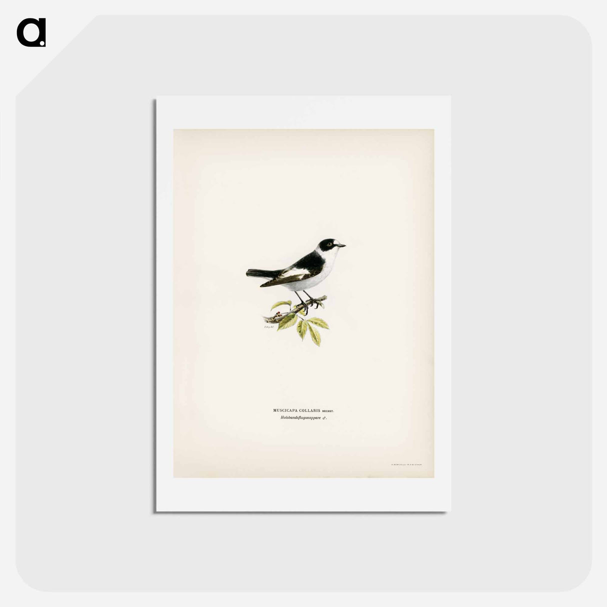 アートポストカード-Collared Flycatcher
- スヴェンスカ フォグラル Postcard.