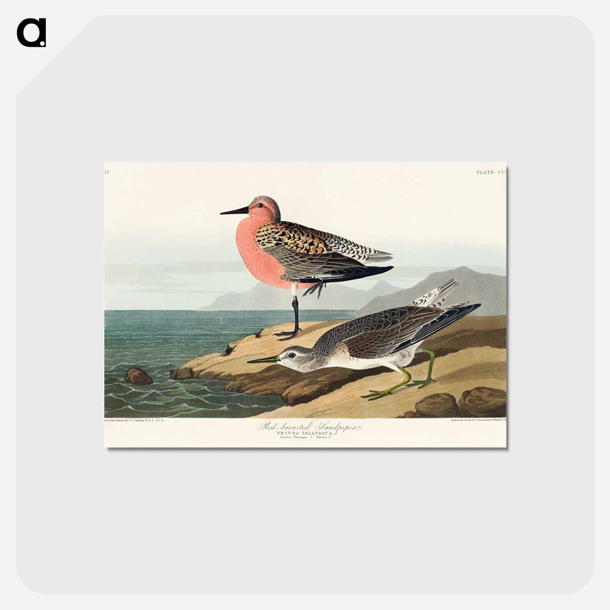 アートポストカード-Red-breasted Sandpiper from Birds of America
- アメリカの鳥たち Postcard.