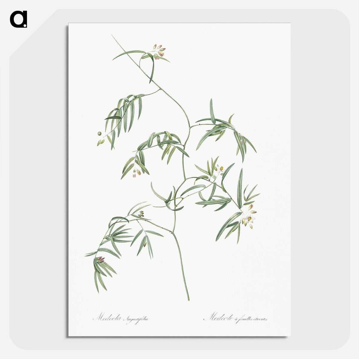 2-41_The-Lilies_picture-crop