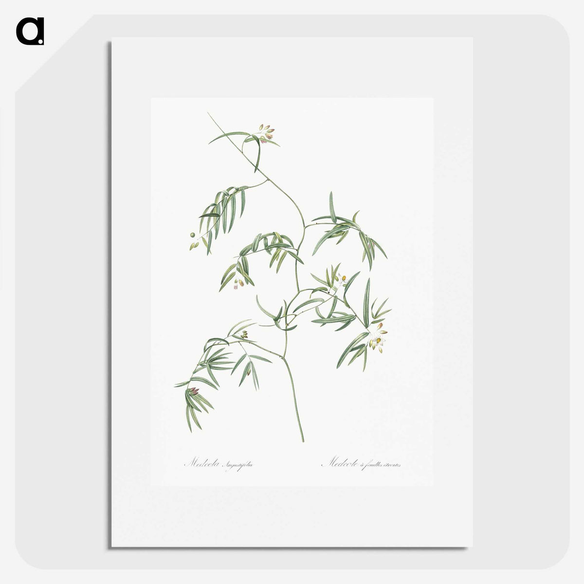 2-41_The-Lilies_picture