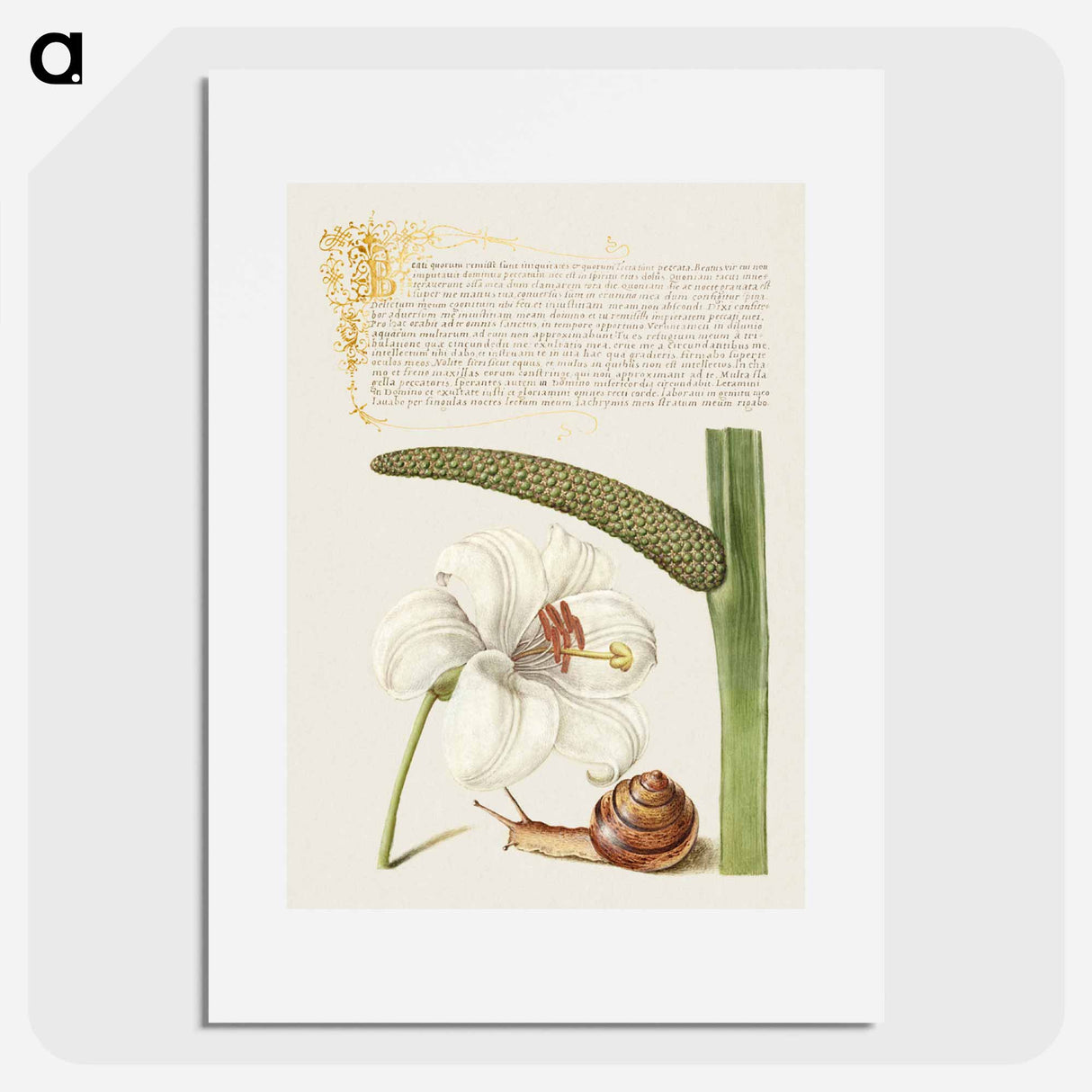 アートポスター-Madonna Lily, Terrestrial Mollusk, and Sweet Flag
- 書道のお手本 Poster.