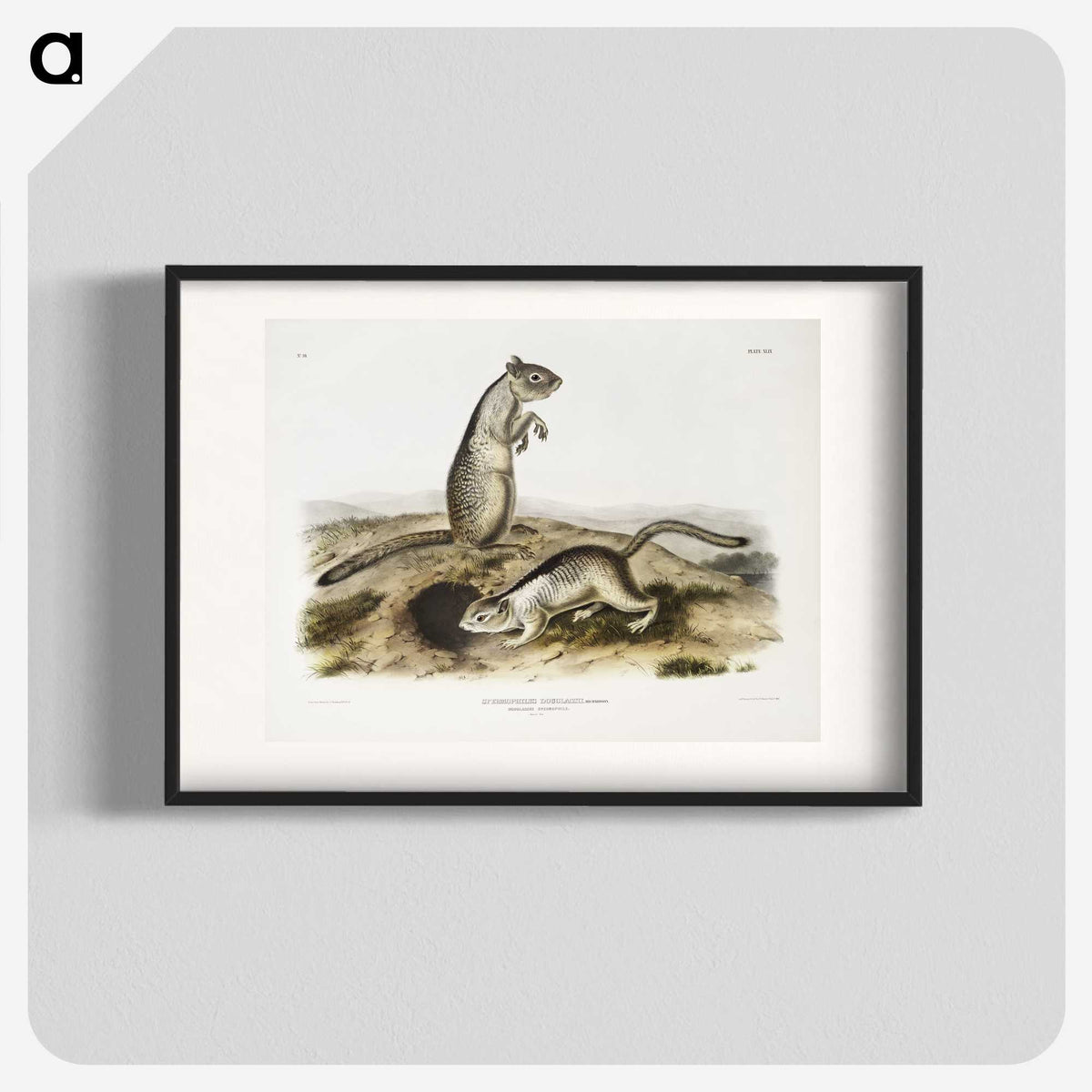 2-41_The-Viviparous-Quadrupeds_blk