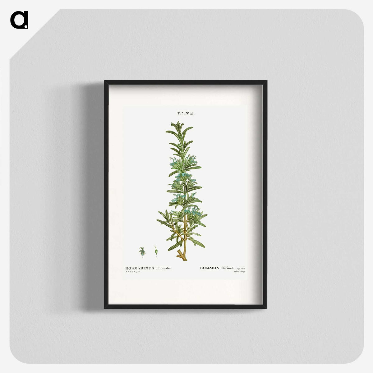 2-41_Treatise-on-Trees-and-Shrubs_blk