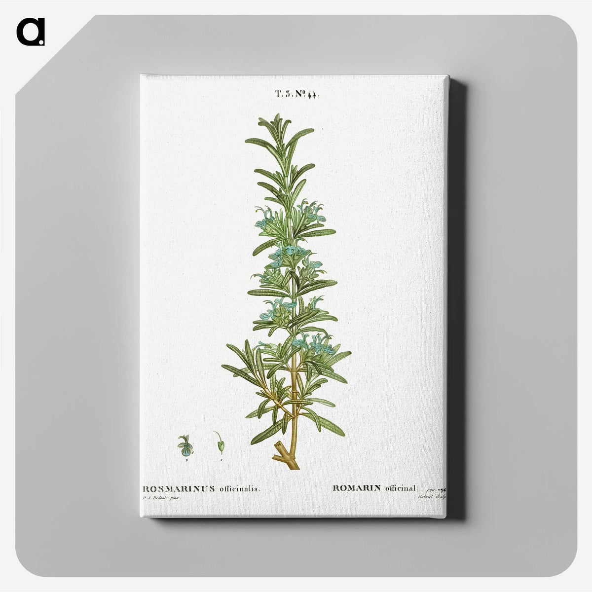 2-41_Treatise-on-Trees-and-Shrubs_canvas