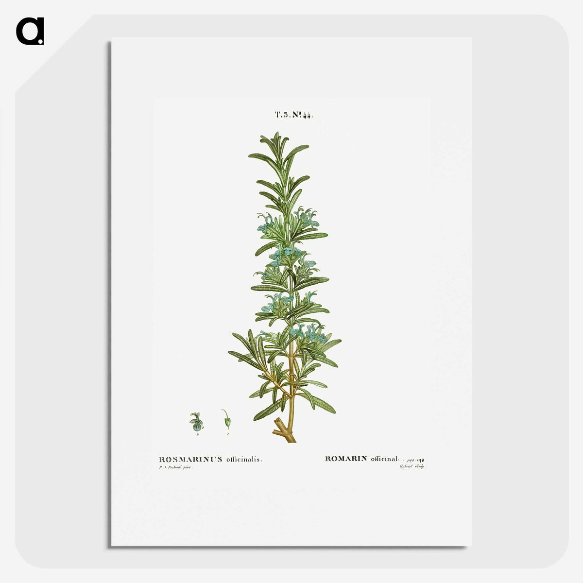 2-41_Treatise-on-Trees-and-Shrubs_picture