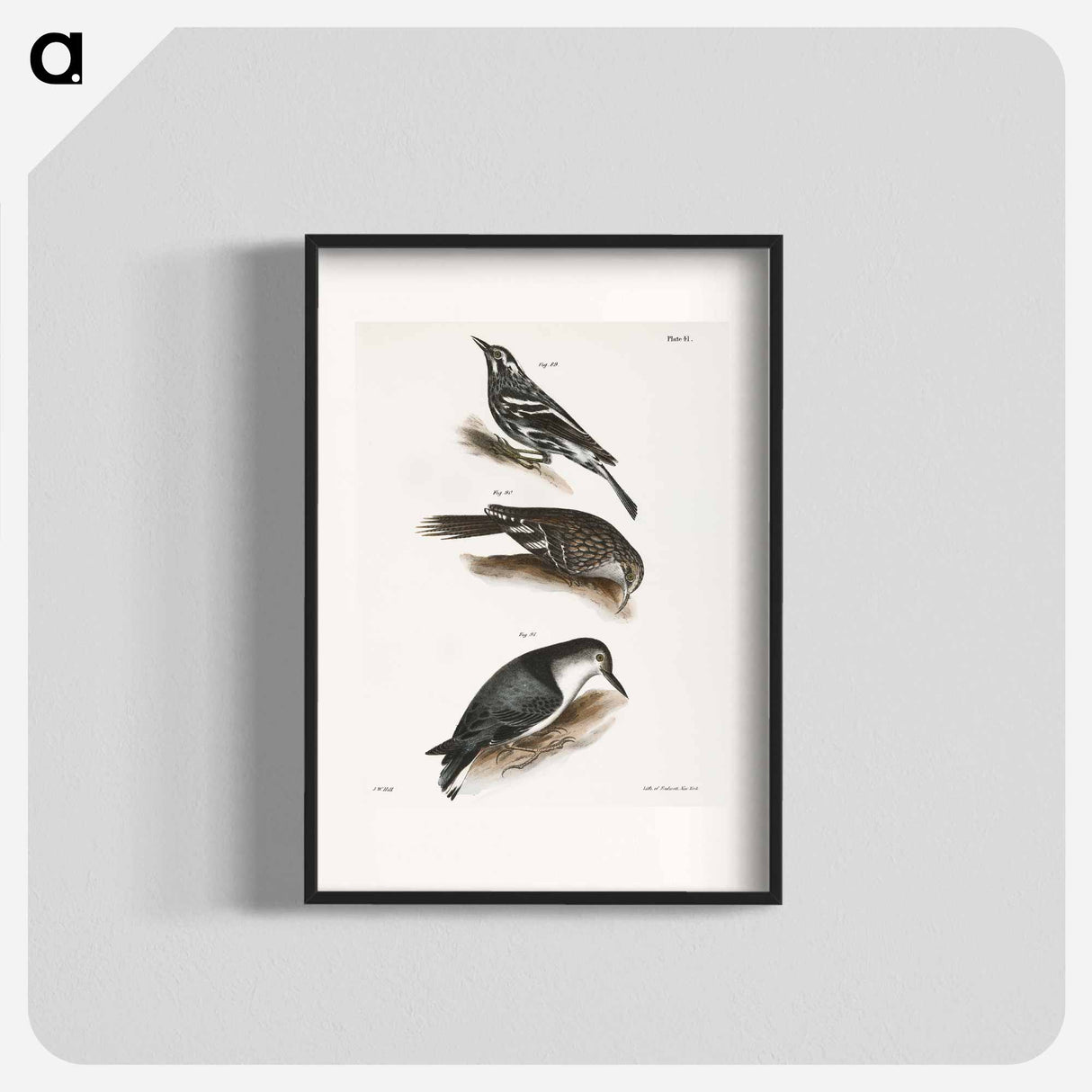 The Varied Creeping Warbler - New York Zoological Poster.