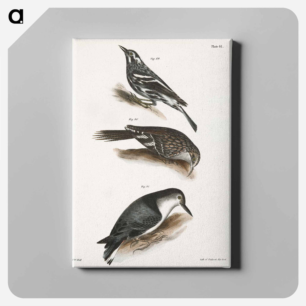 The Varied Creeping Warbler - New York Zoological Canvas.