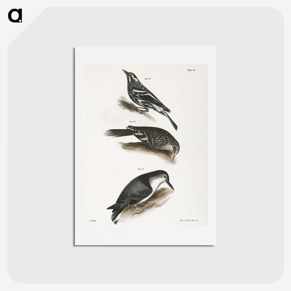2-41_Zoology-of-New-York_hagaki